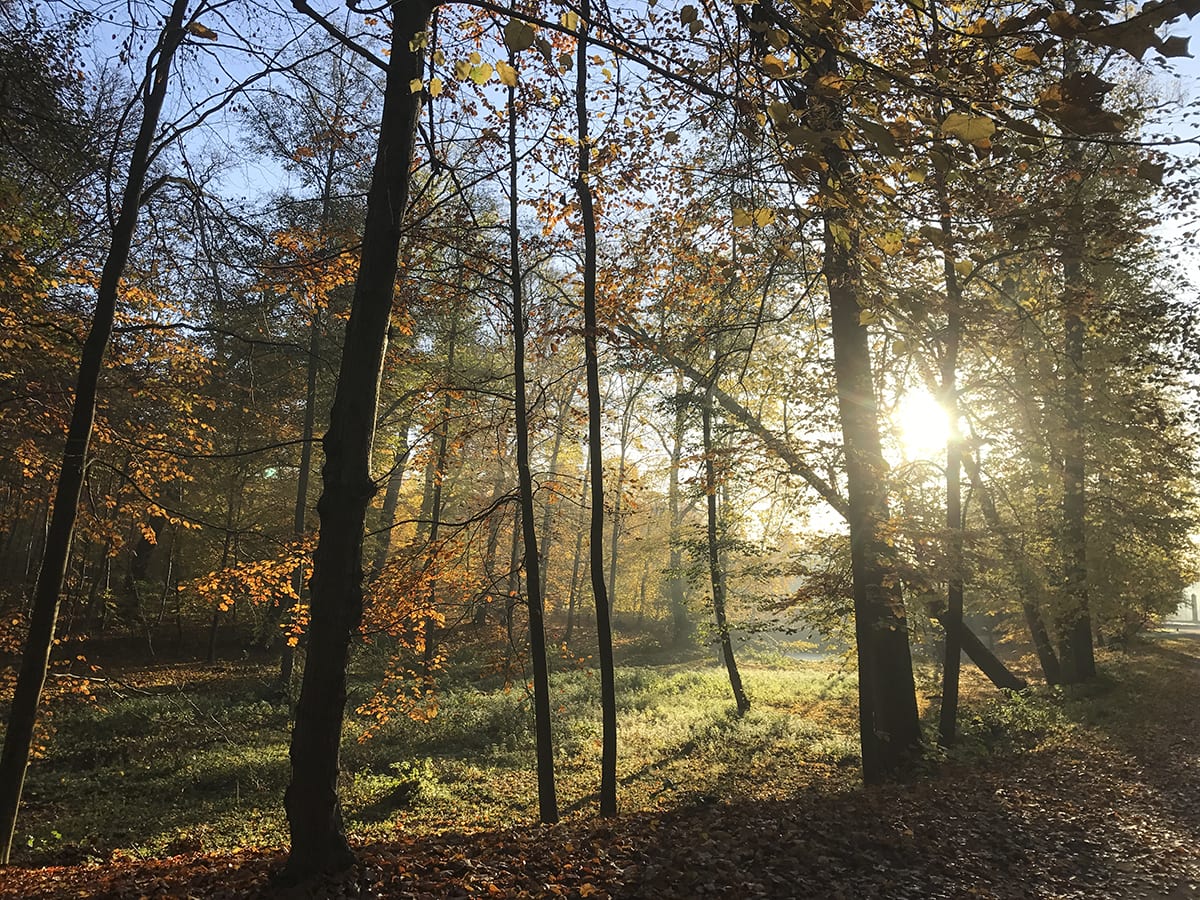 Typomania – Kalmia